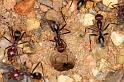 Iridomyrmex_purpureus_D7114_Z_91_Camping near sewage_Australie
